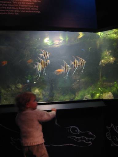 Kerian 86 l'aquarium